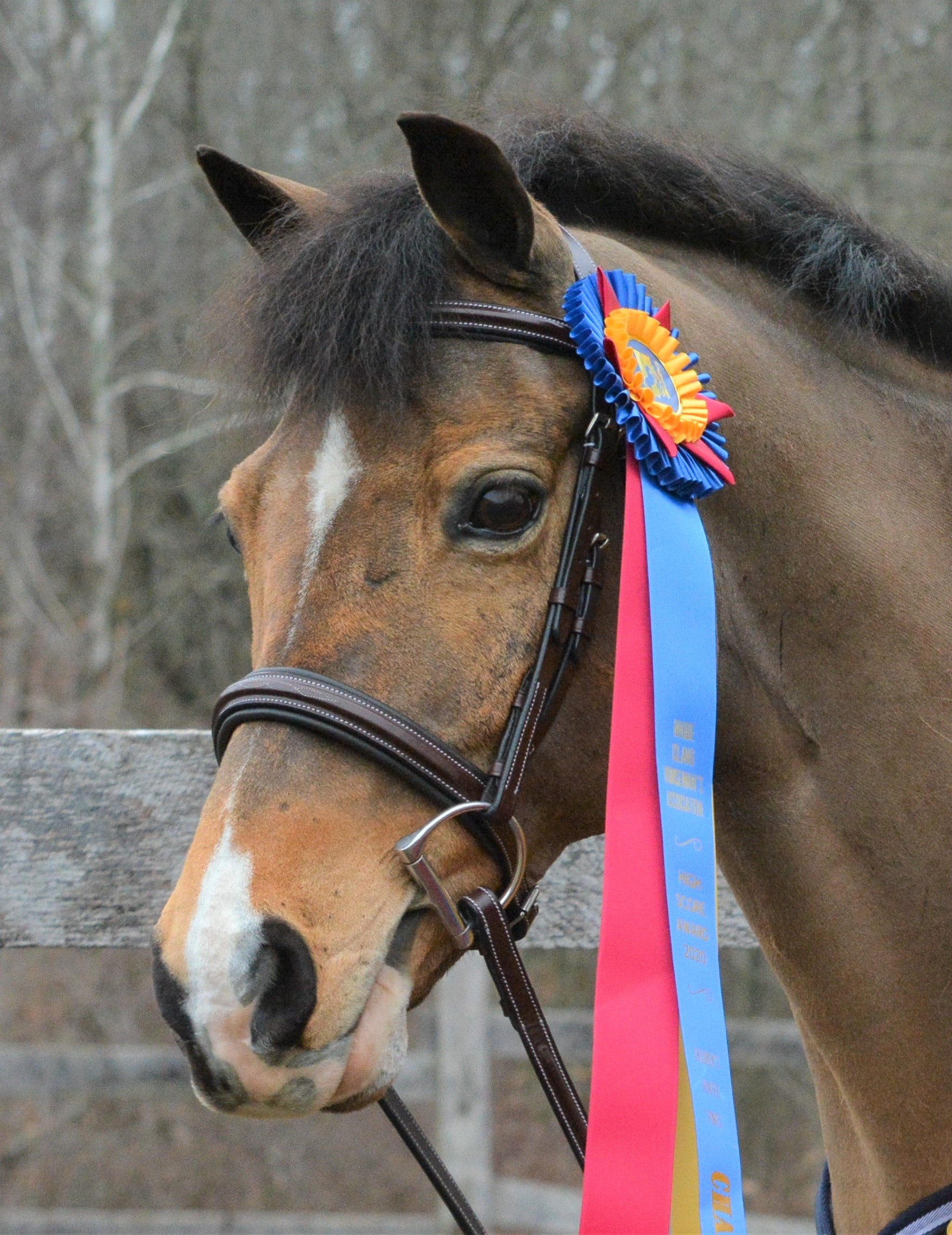 Close-up angled front view of a buckskin pony wearing the Black Oak Laurel Hunter Bridle with a ribbon attached