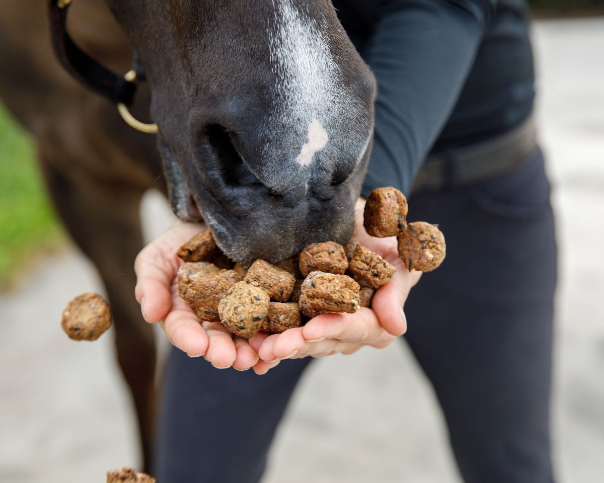 View of someone feeding a handful of Equine Elixirs Tidbits to a dark colored horse