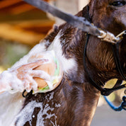 View of someone bathing a paint horse with a soapy Blue Ribbon Burger Bath Sponge