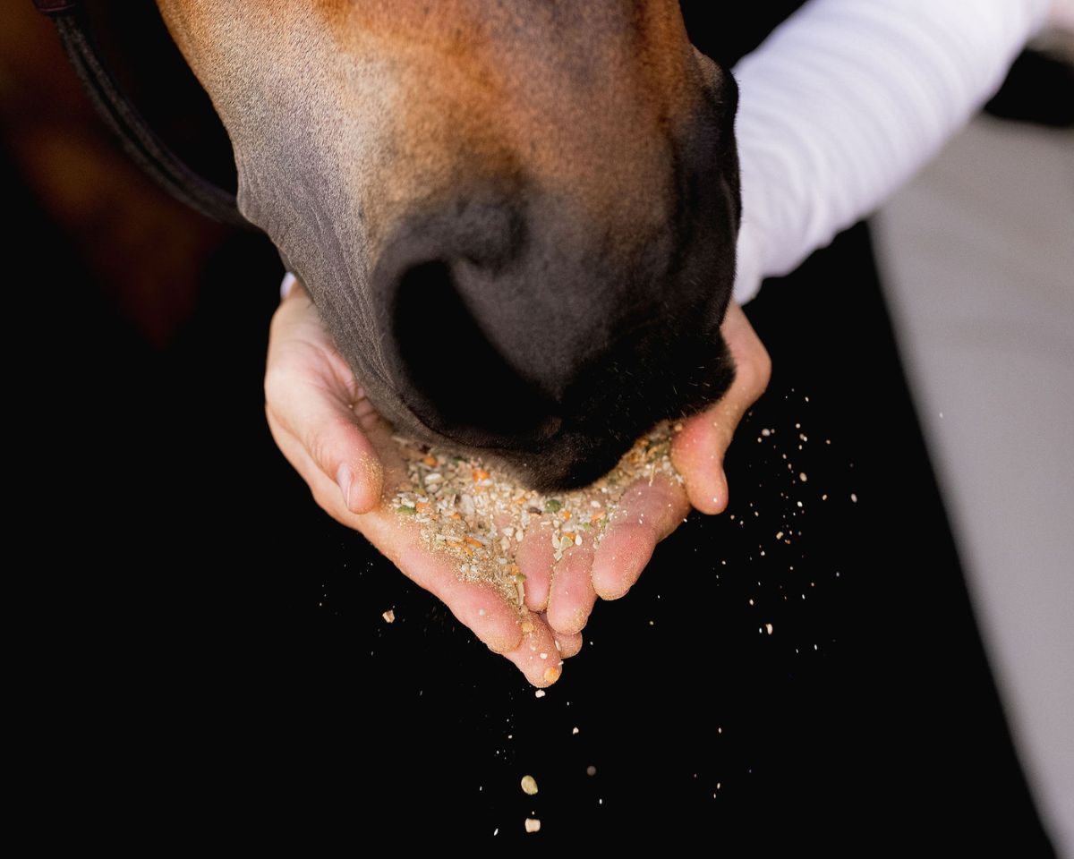 View of someone feeding a horse a hanfful of Equine Elixirs Calmakazi