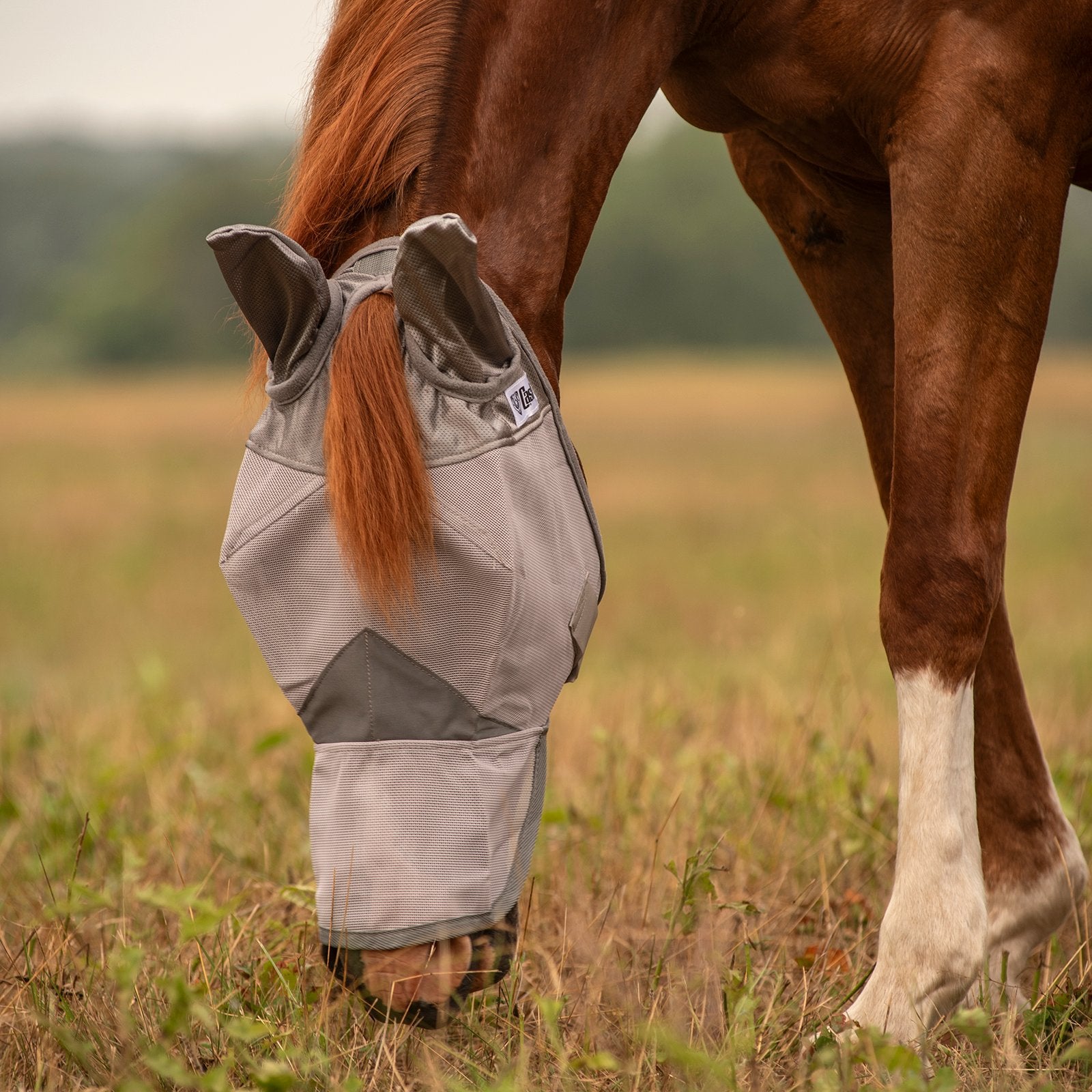 Angled front view of a chestnut horse wearing the gray arabian Cashel Crusader Fly Mask with Long Nose and Ears while grazing in a pasture