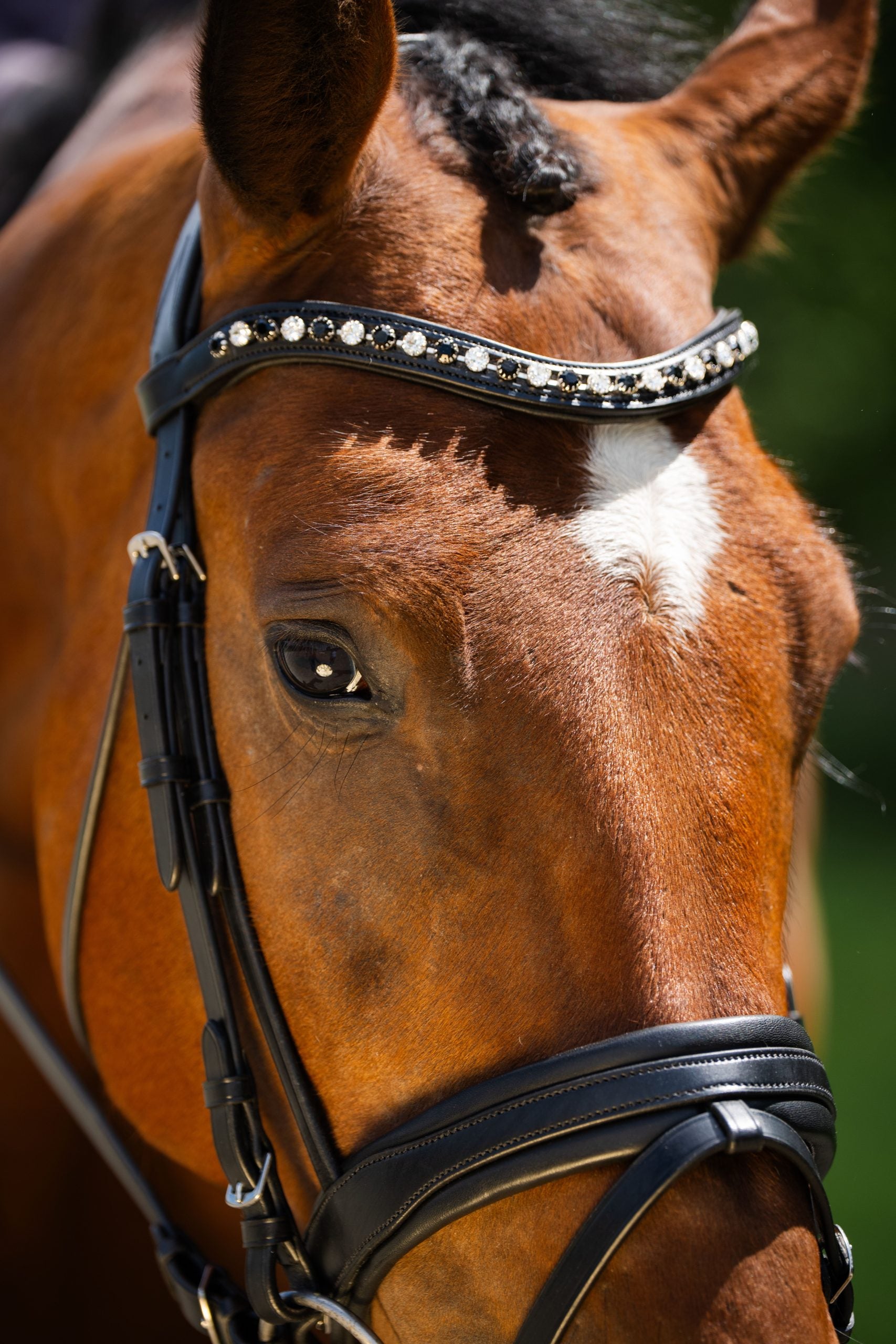 Black Oak Daphne Bridle