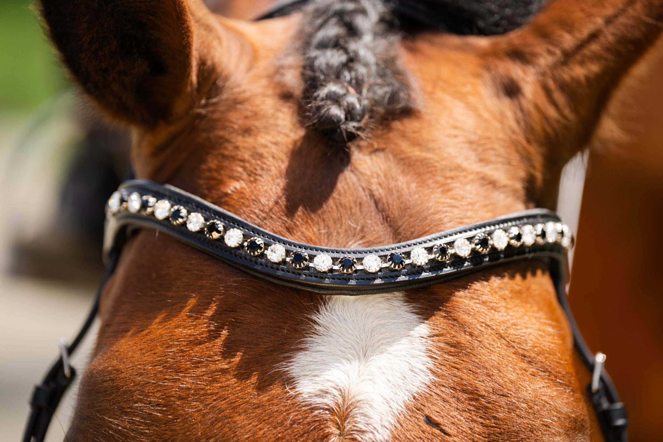 Black Oak Daphne Bridle