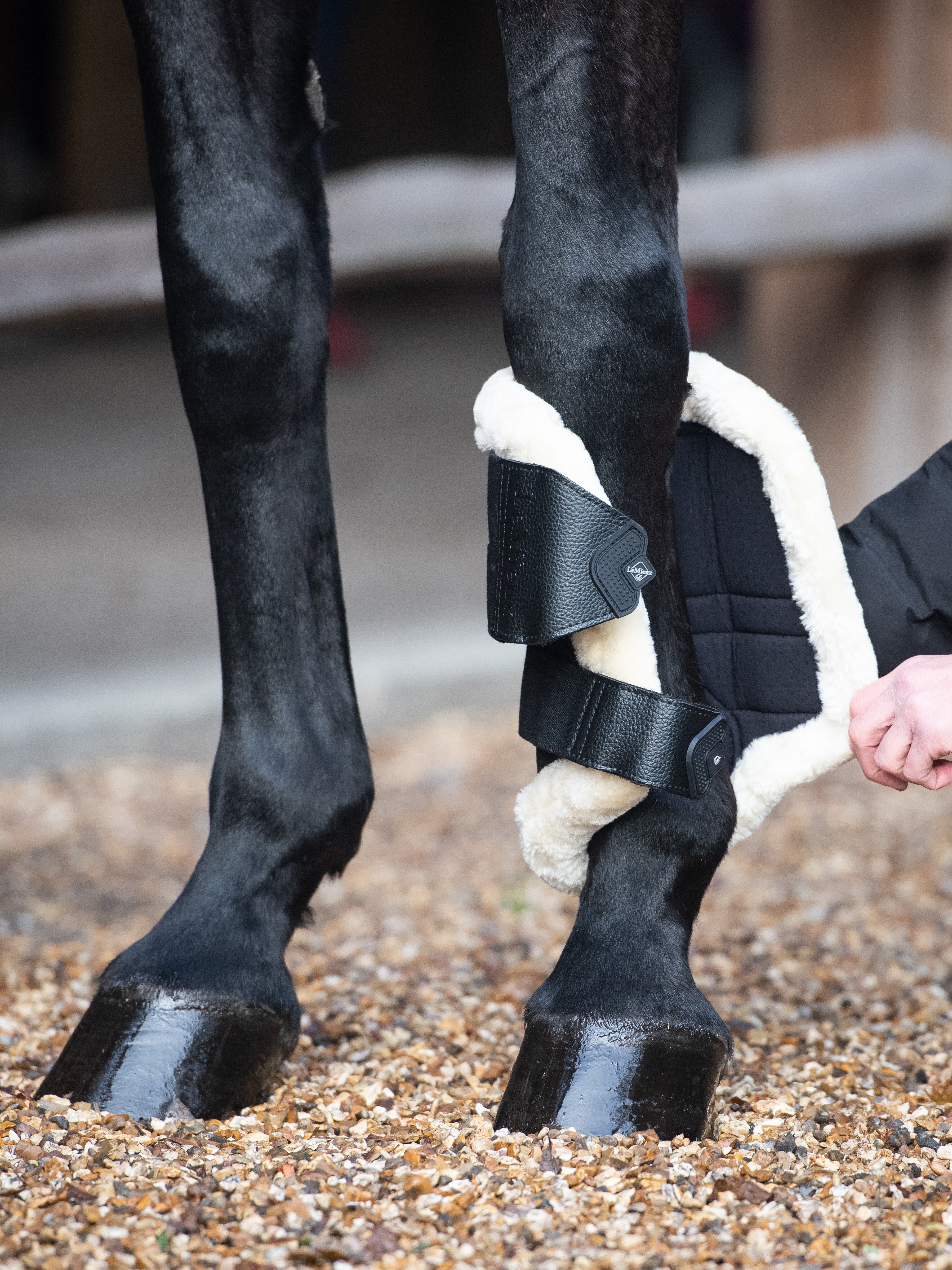 Front view of someone putting a black/natural LeMieux Fleece Edged Brushing Boot on a black horse's leg
