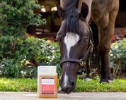 Front view of a horse with its head down standing next to a 30 oz container of Equine Elixirs Om3ga 