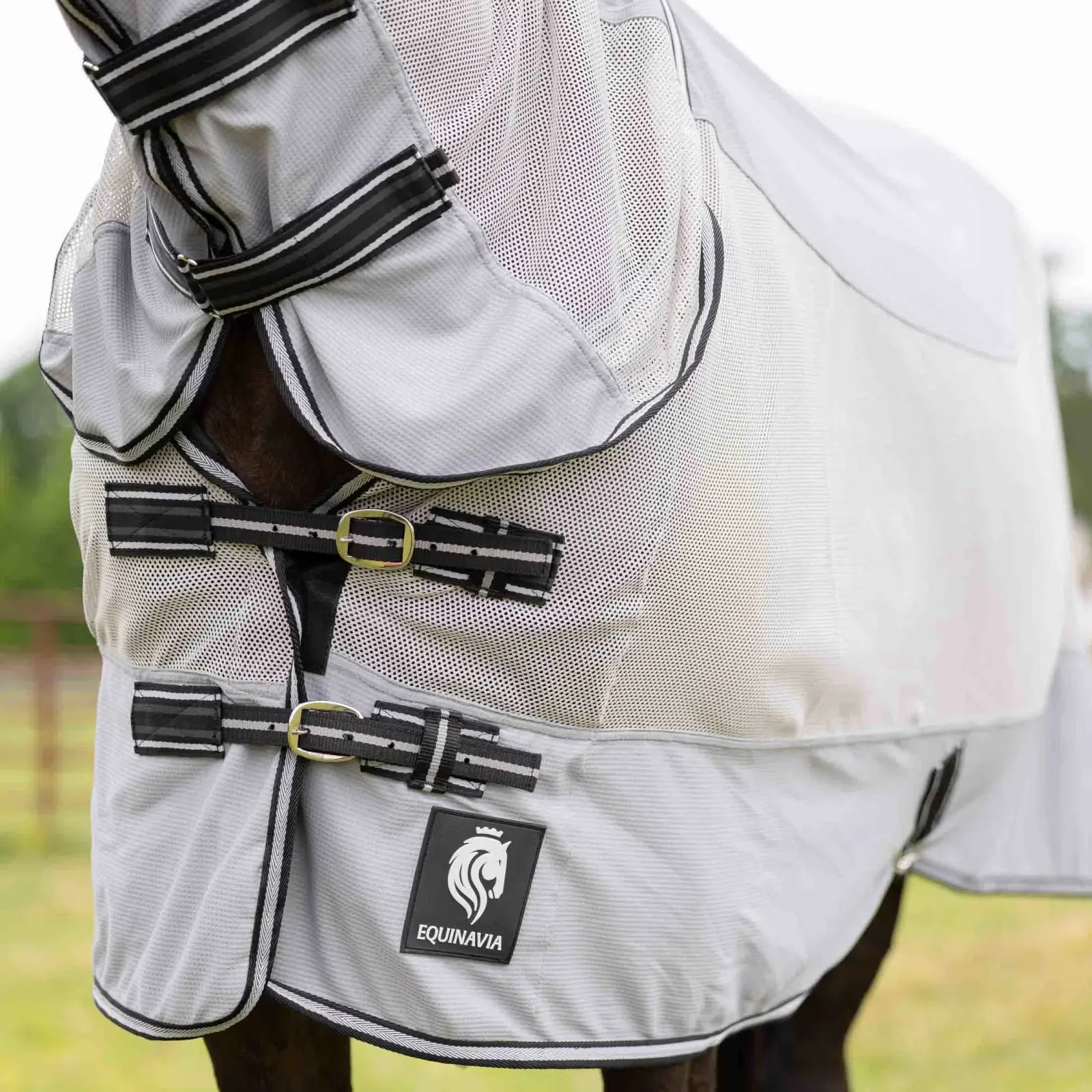 Front view of horse wearing slate grey sheet showing dual chest buckles