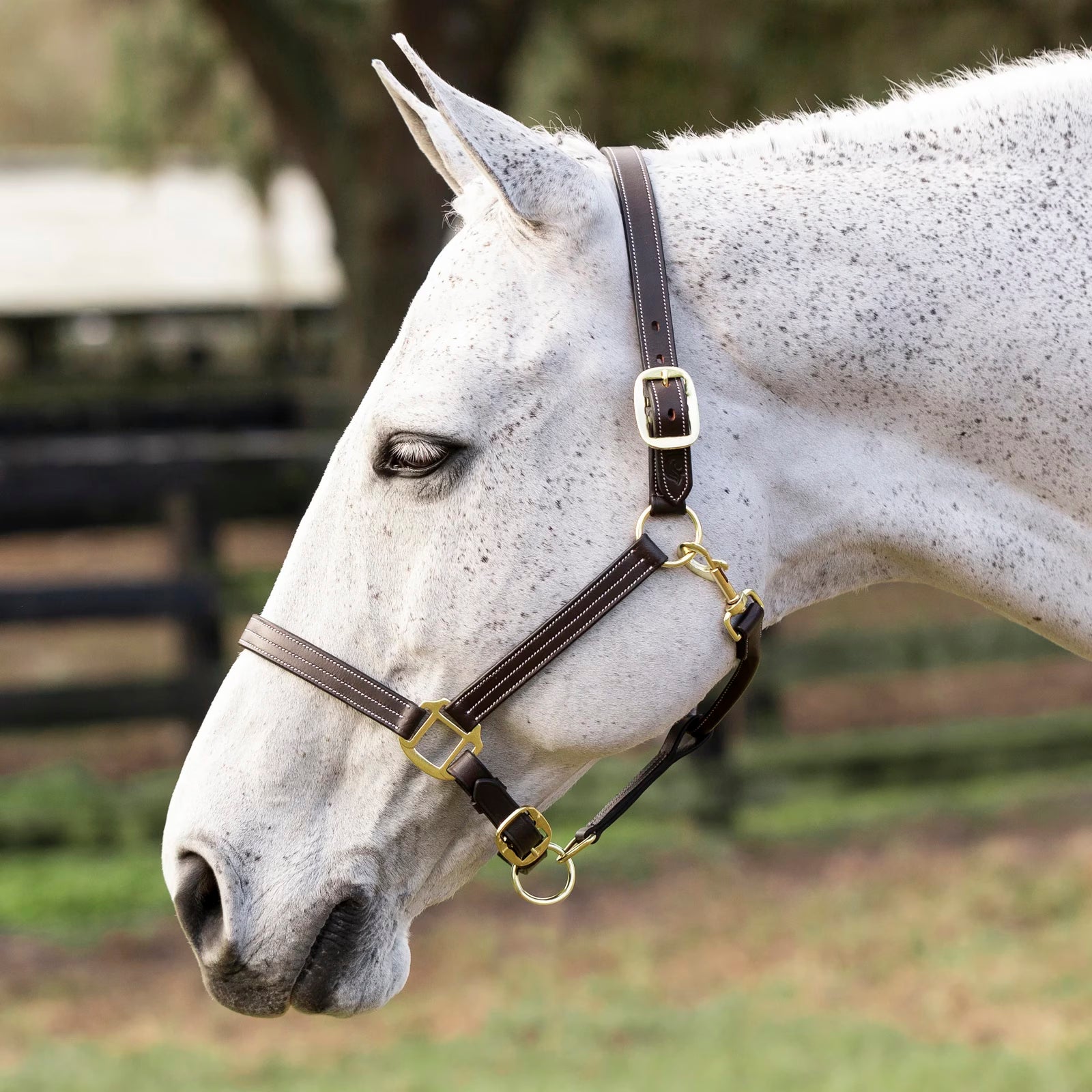 Side view of a grey horse wearing the brown Equinavia Valkyrie Triple Stitched Halter while standing outside