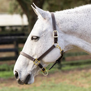 Side view of a grey horse wearing the brown Equinavia Valkyrie Triple Stitched Halter while standing outside