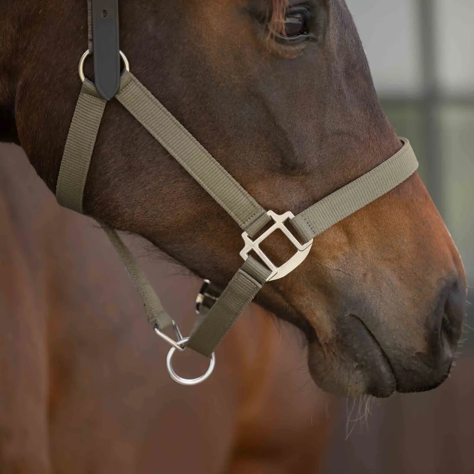 Close up of bay horse wearing the Equinavia Loki Breakaway Halter in color light olive