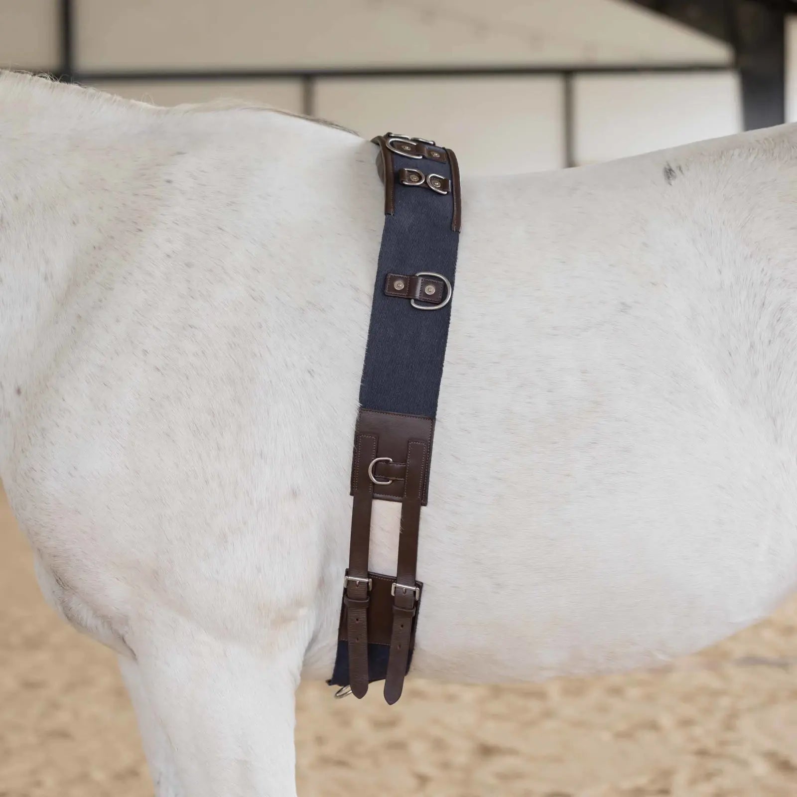 Side view of a gray horse wearing the brown and navy Equinavia Saga Lunge Surcingle