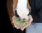 View of someone feeding a horse a handful of Equine Elixirs Crackdown