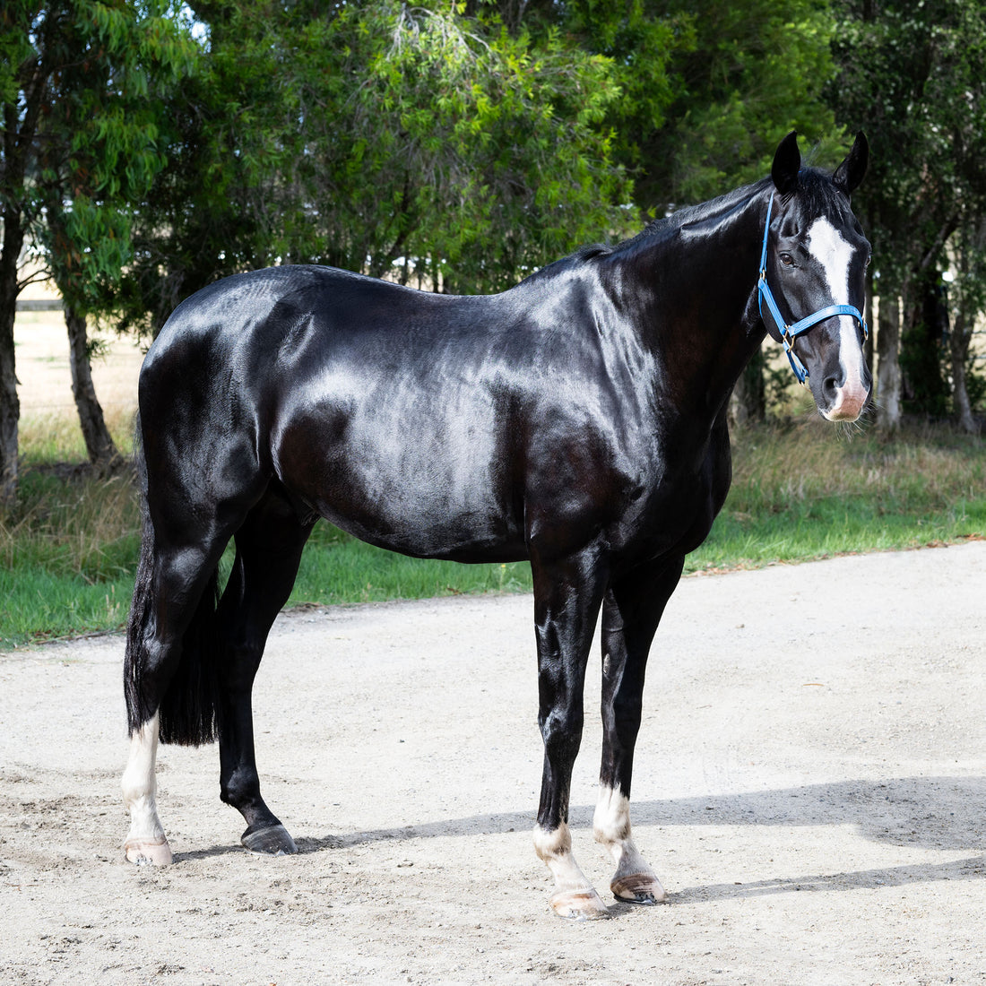 View of a black horse with a shiny coat standing in an outdoor arena