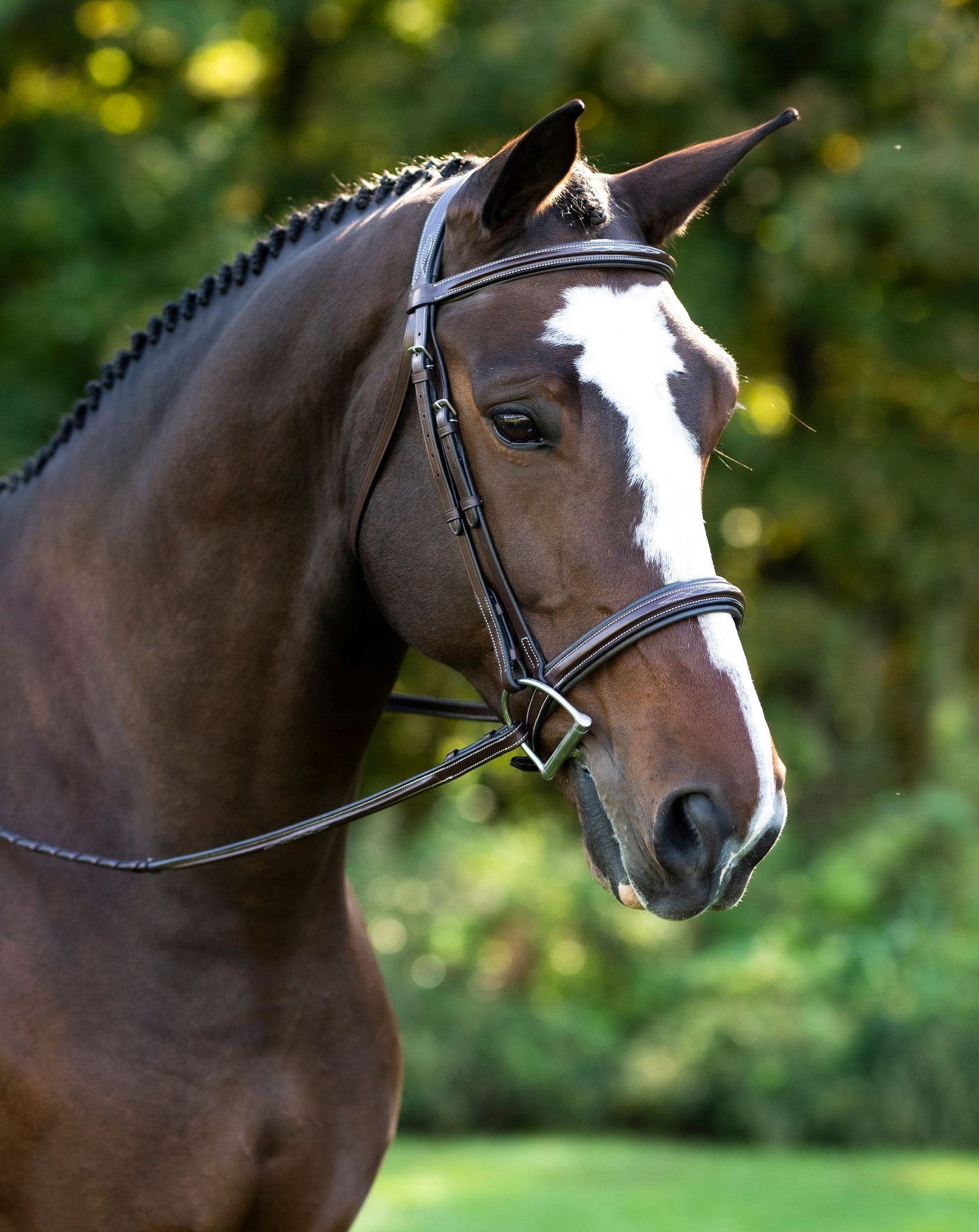 Angled front view of a horse wearing the Black Oak Laurel Hunter Bridle while standing outside