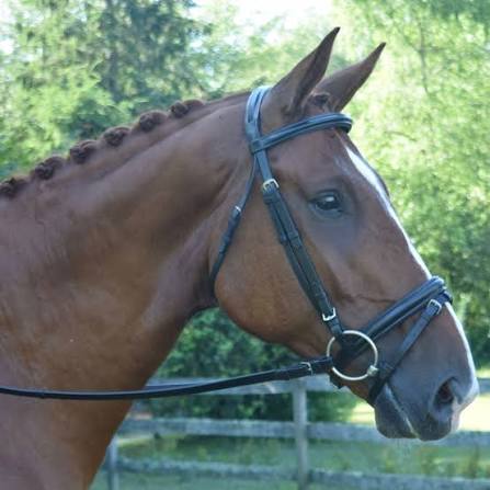 Brown horse wearing a bridle with a blurred green background