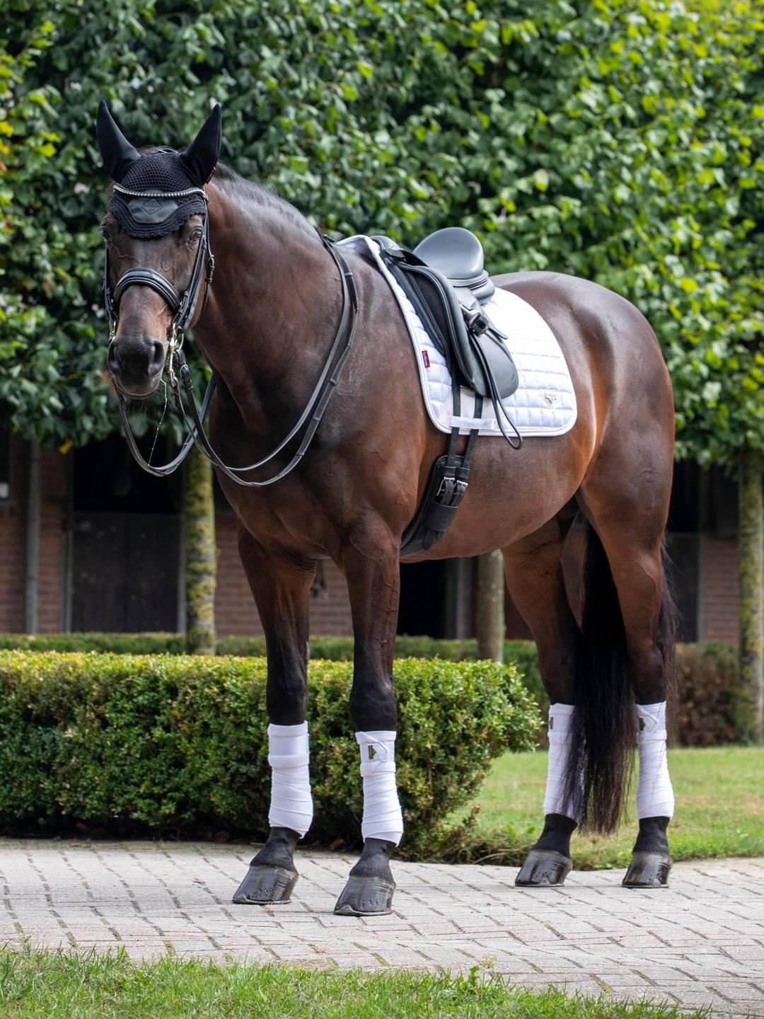 LeMieux Loire Satin Classic Dressage Pad