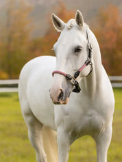 Side view of a white horse standing outside wearing the pink LeMieux Ropella Halter
