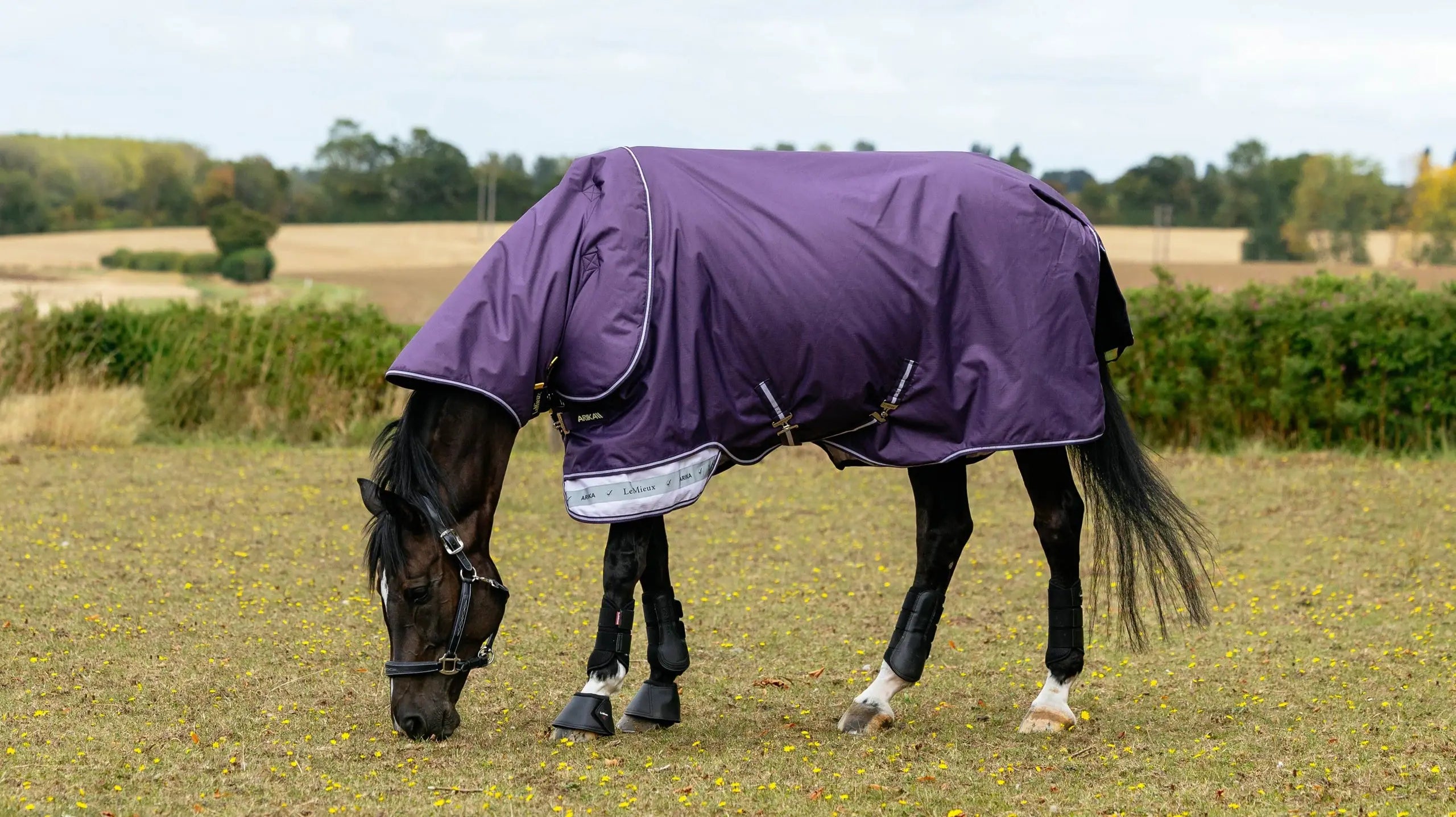 Horse grazing in a field while wearing the LeMiuex Arika Ripstop 0G Turnout Rug in Juniper