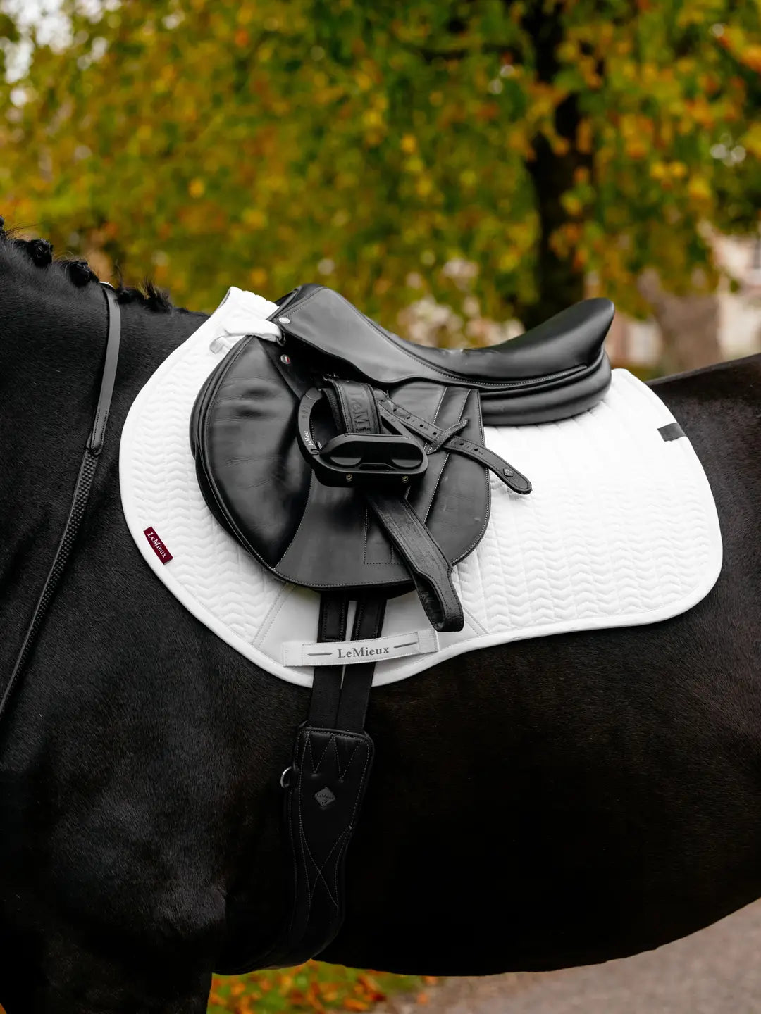 Side view of a black horse standing outside wearing the white LeMieux Essence Eurojump Square Pad under a black saddle