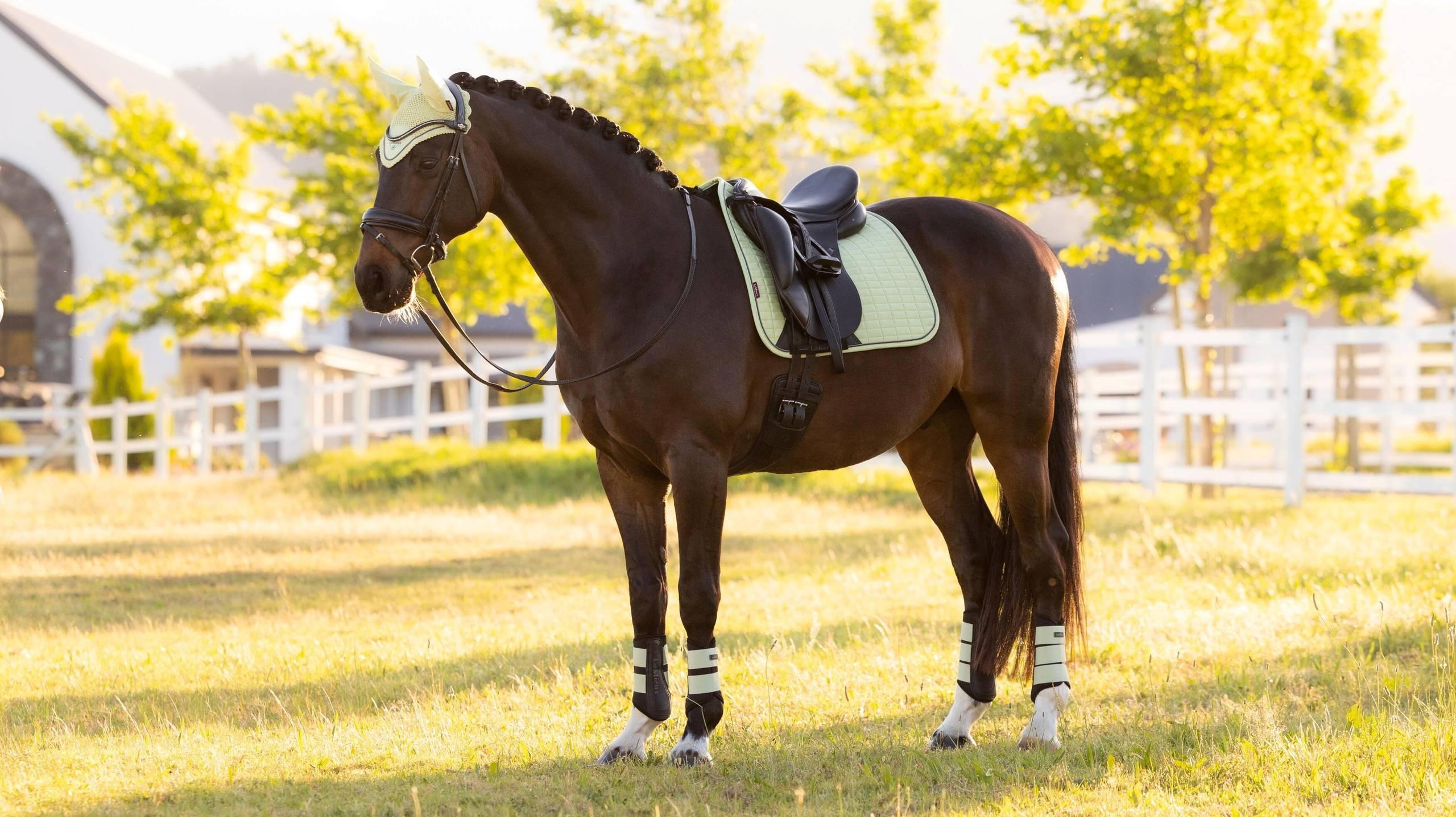 Side view of a dark colored horse wearing the macaron LeMieux Suede Dressage Square Pad and matching accessories while standing in a pasture