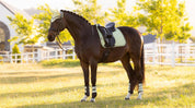 Side view of a dark colored horse wearing the macaron LeMieux Suede Dressage Square Pad and matching accessories while standing in a pasture