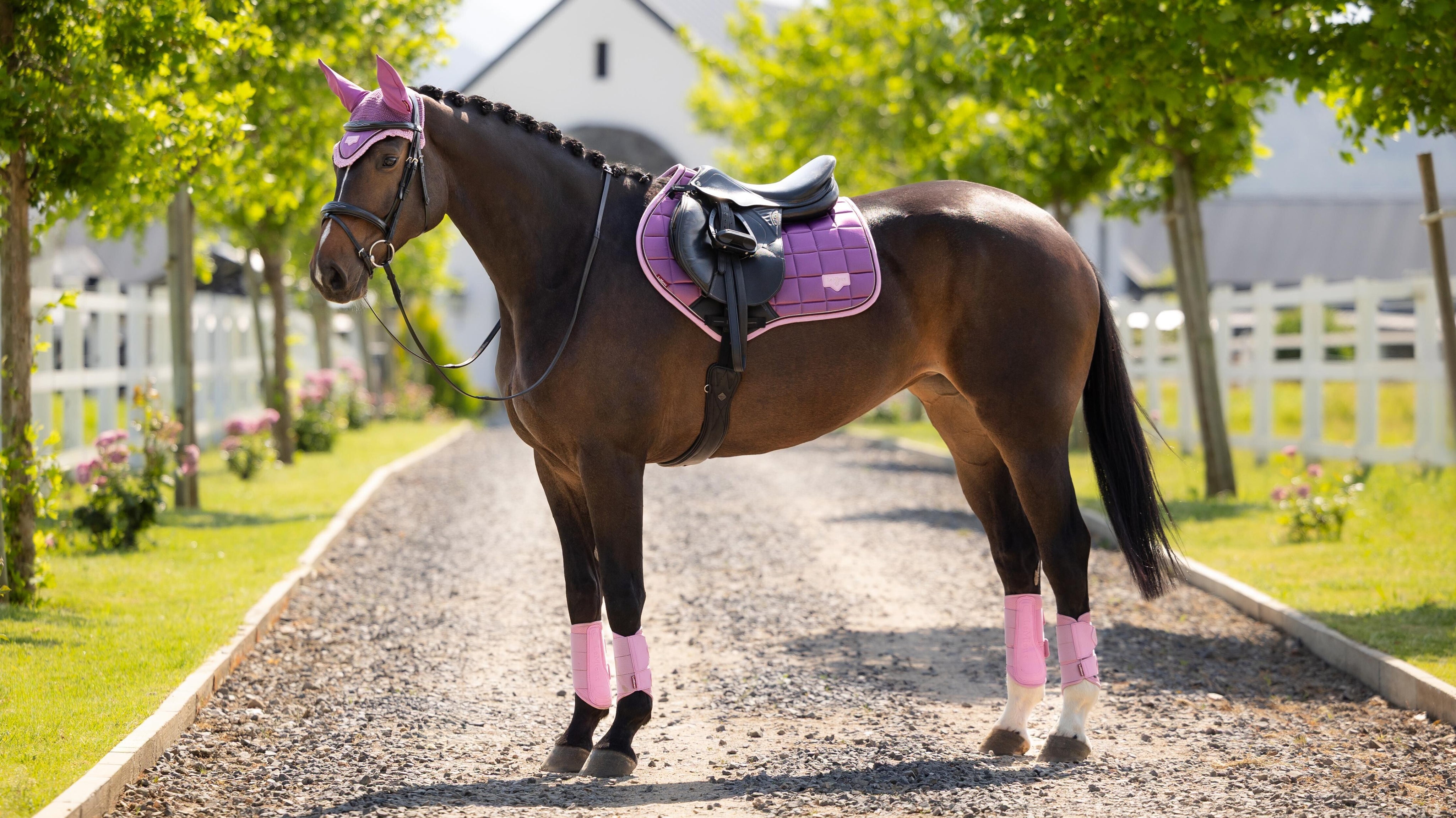 Horse standing on a gravel path wearing a purple saddle pad and matching purple accessories