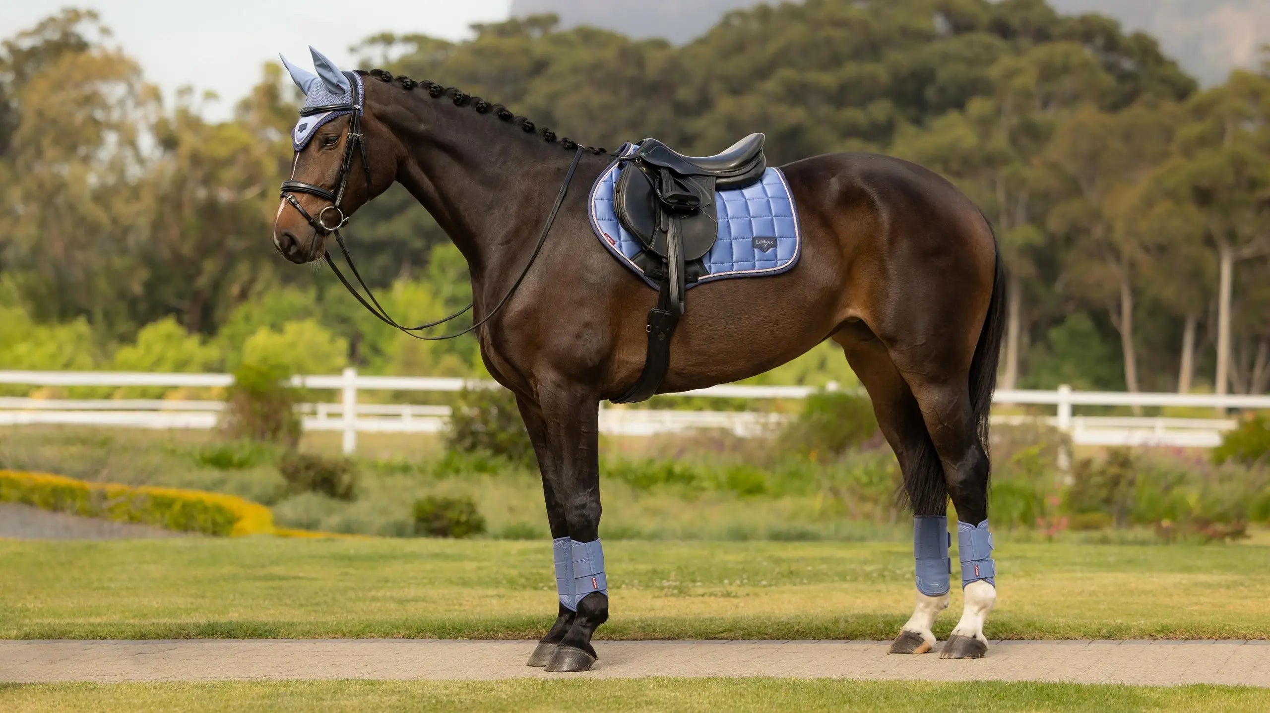 Horse standing on grass wearing a light blue saddle pad