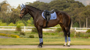 Horse standing on grass wearing a light blue saddle pad