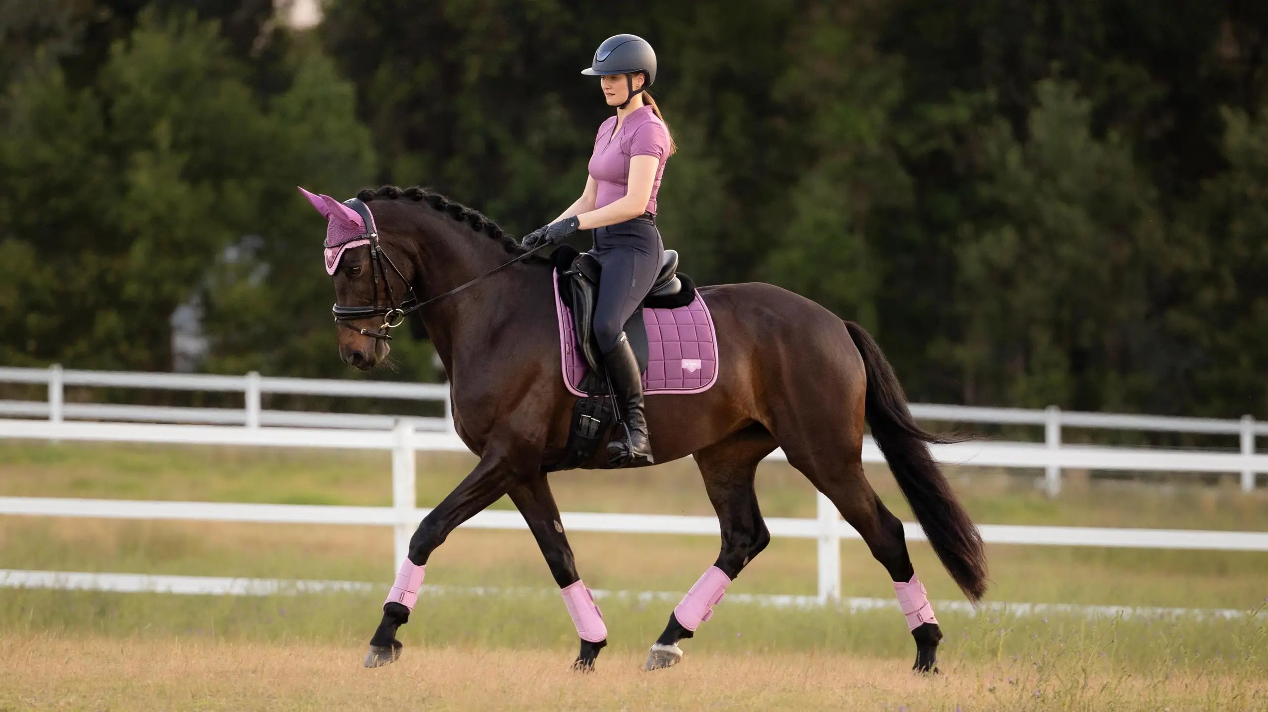 Rider on a horse wearing a purple dressage saddle pad during flatwork