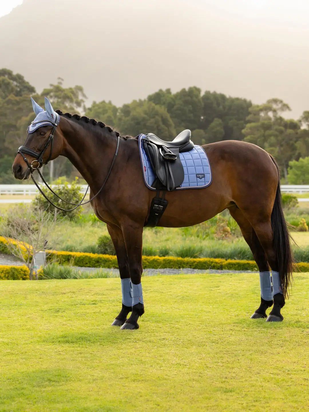 Horse standing on grass wearing a light blue dressage saddle pad under a saddle