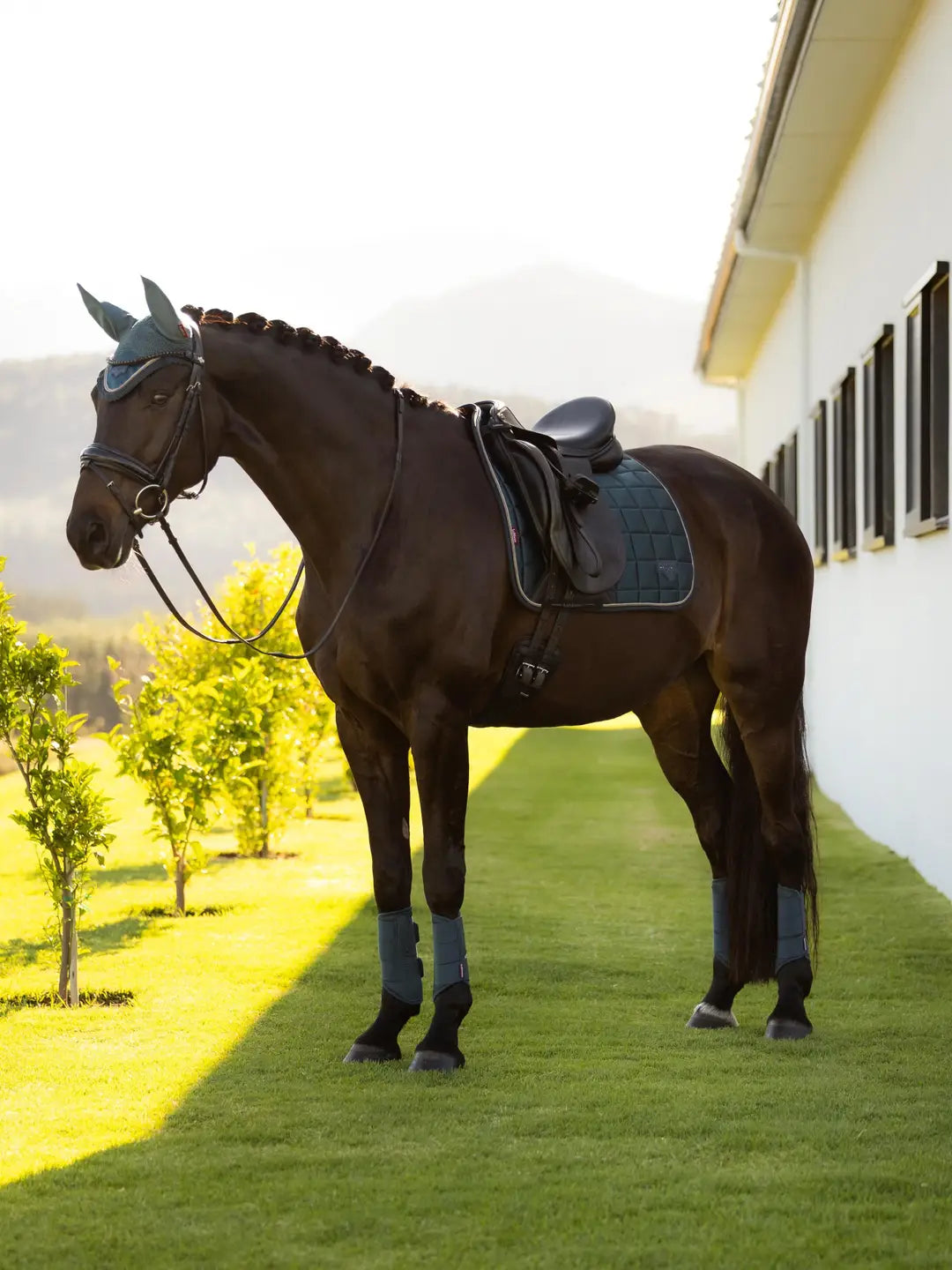 Horse standing on grass wearing a green dressage saddle pad under a black saddle