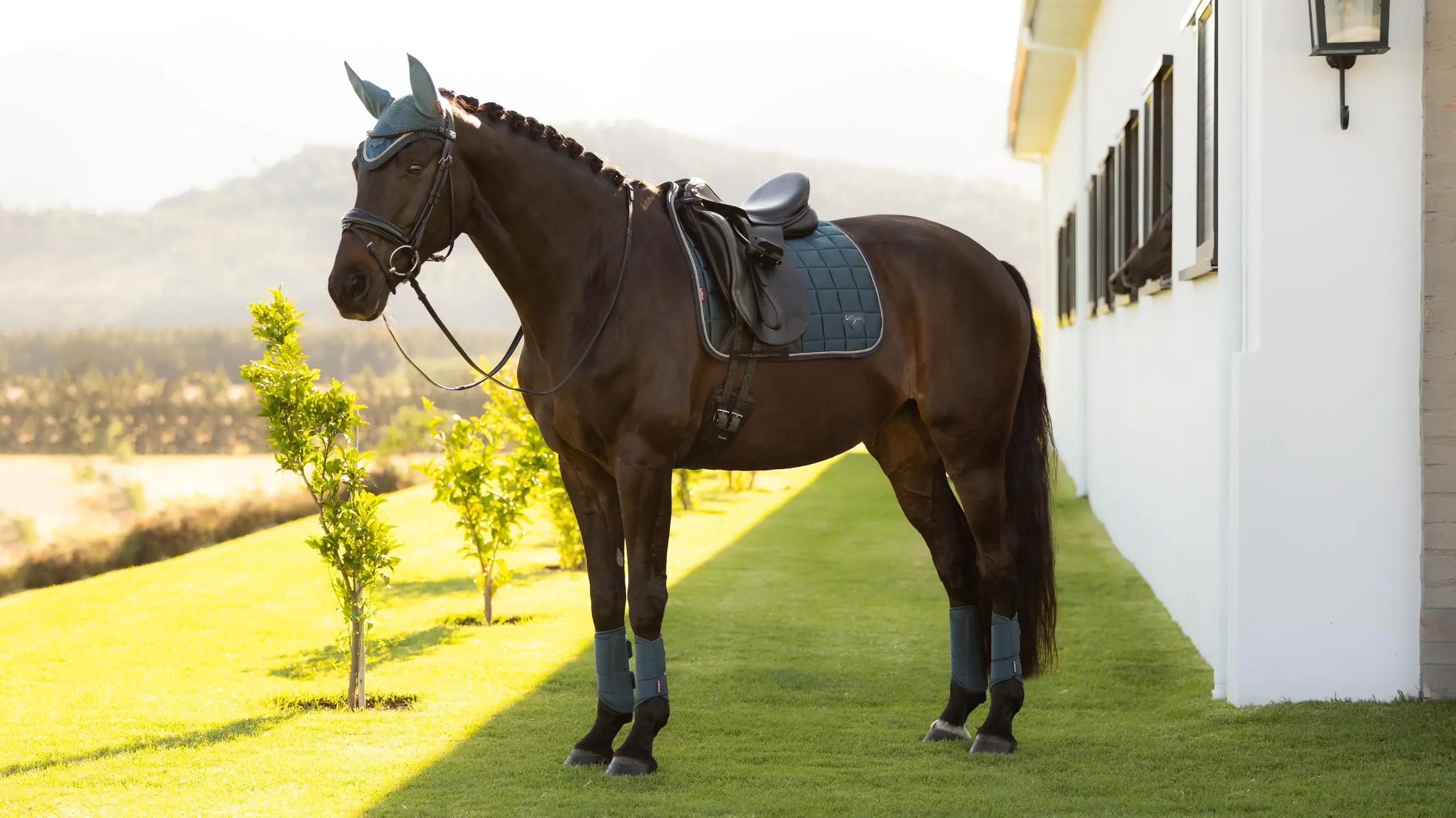 Horse standing outdoors wearing a green dressage saddle pad under a black saddle