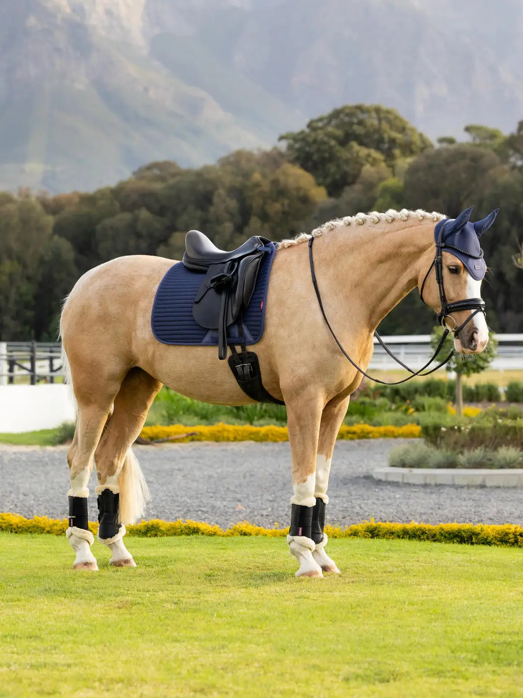 A palomino horse standing outside wearing the LeMieux Air-Tek Mesh Dressage Square in deep blue under a black saddle