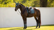 Tacked up horse standing outside with saddle pad accessories in the color Jungle