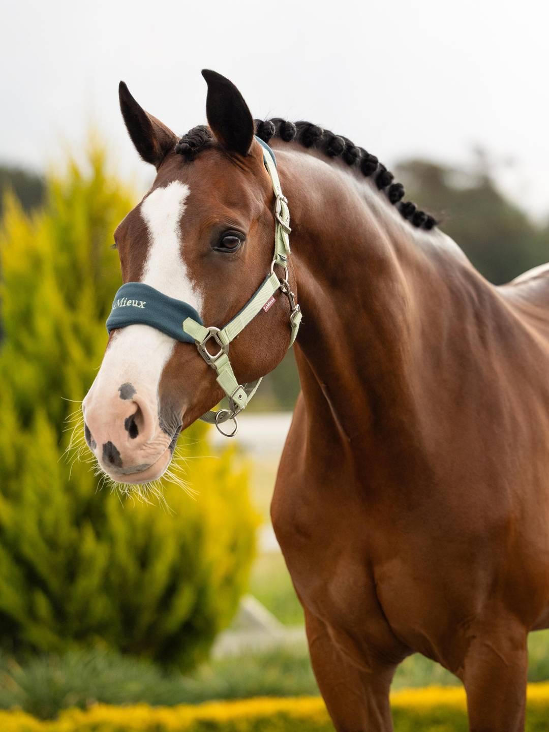 Angled front view of a bay horse wearing the macaron LeMieux Vogue Headcollar & Leadrope while standing outside