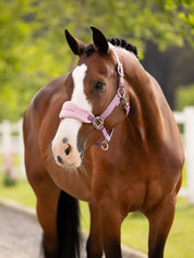 Angled front view of a bay horse wearing the mallow LeMieux Vogue Headcollar & Leadrope while standing outside