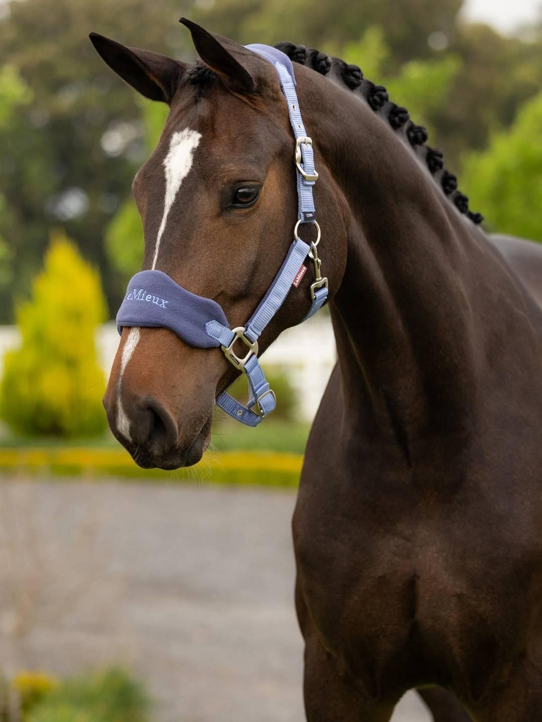 Angled front view of a dark colored horse wearing the powder blue LeMieux Vogue Headcollar & Leadrope while standing outside