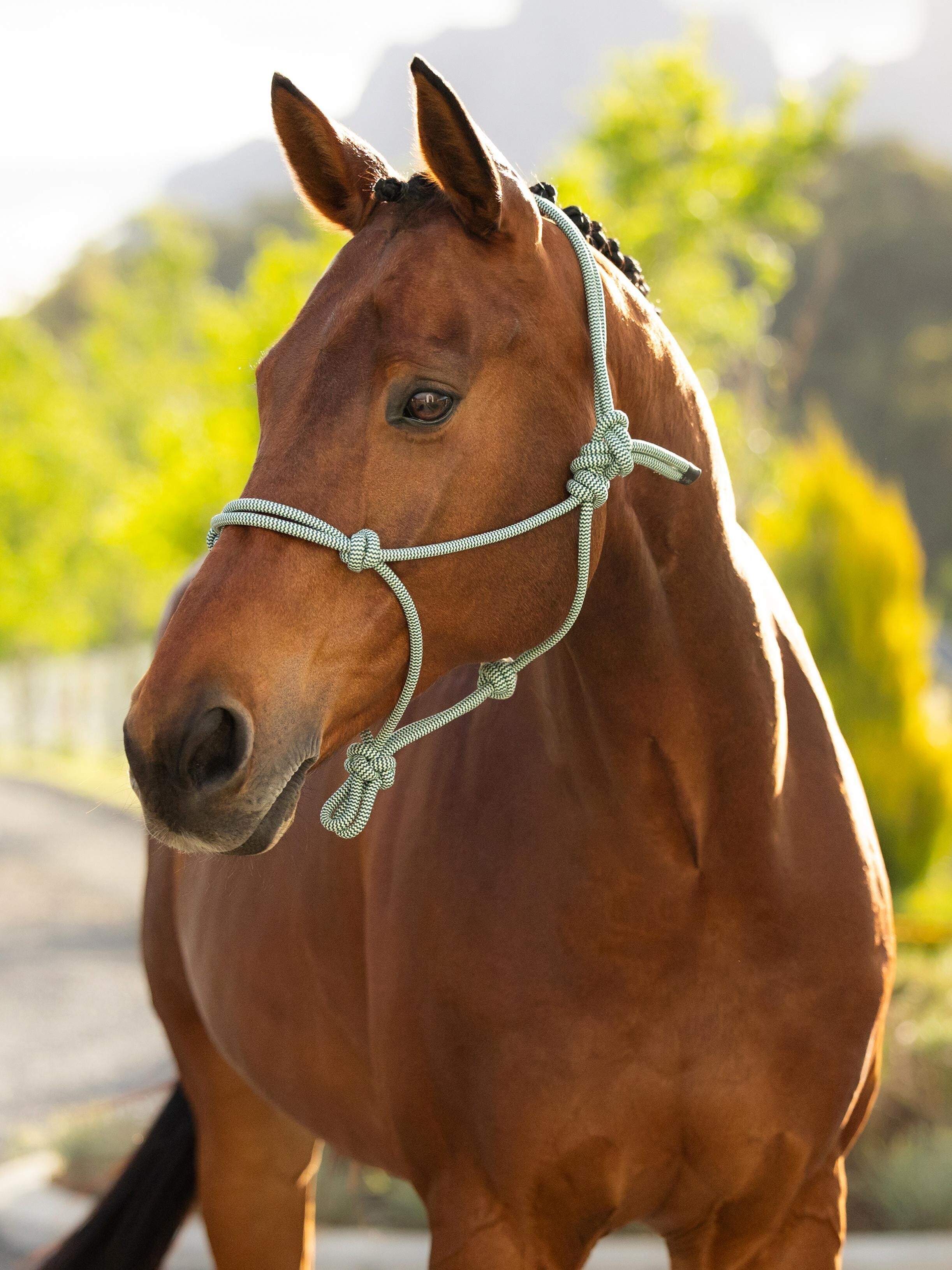 Angled front view of a dark colored horse standing outside wearing the green LeMieux Rope Halter