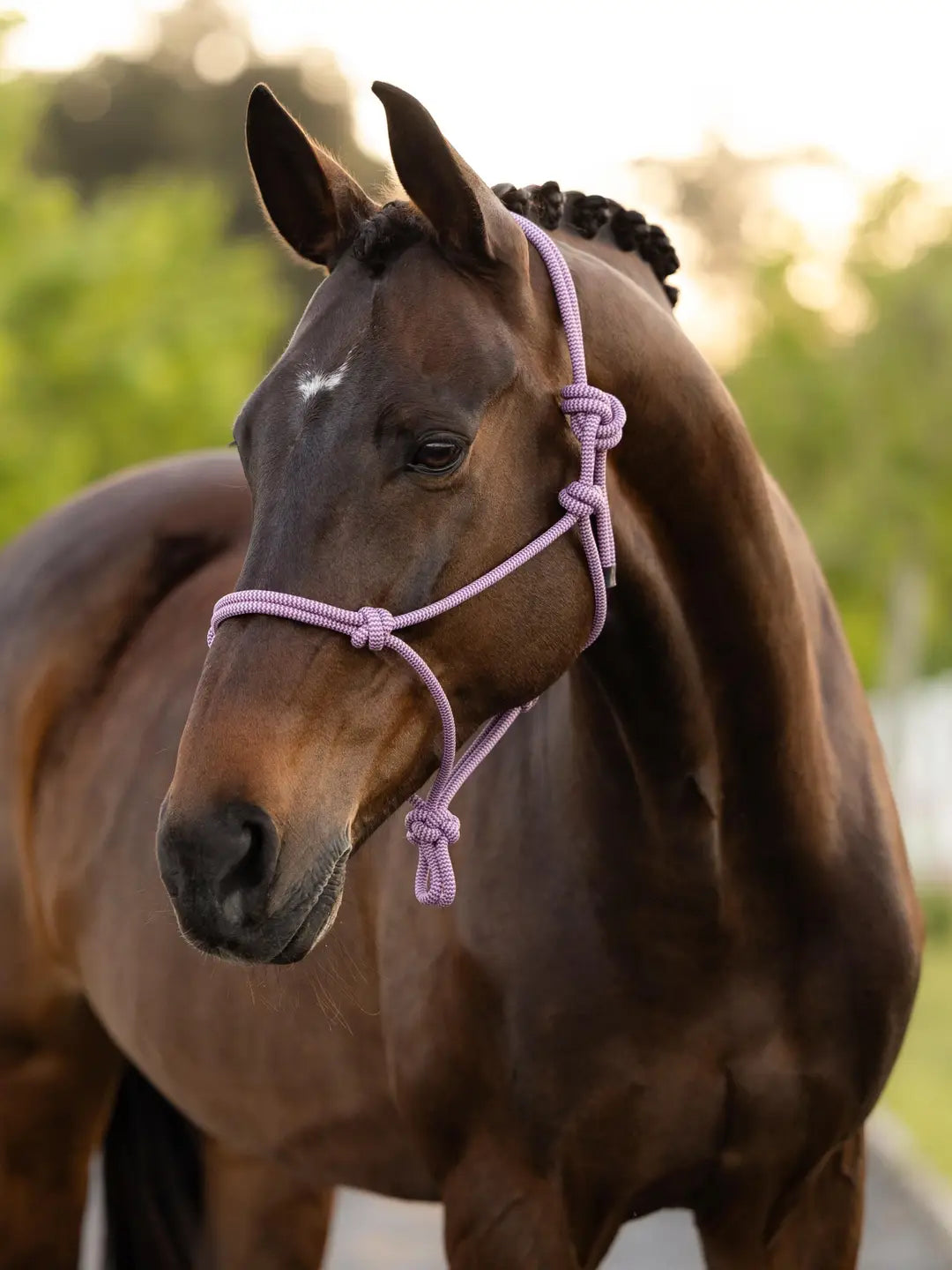 Angled front view of a dark colored horse standing outside wearing the pink LeMieux Rope Halter