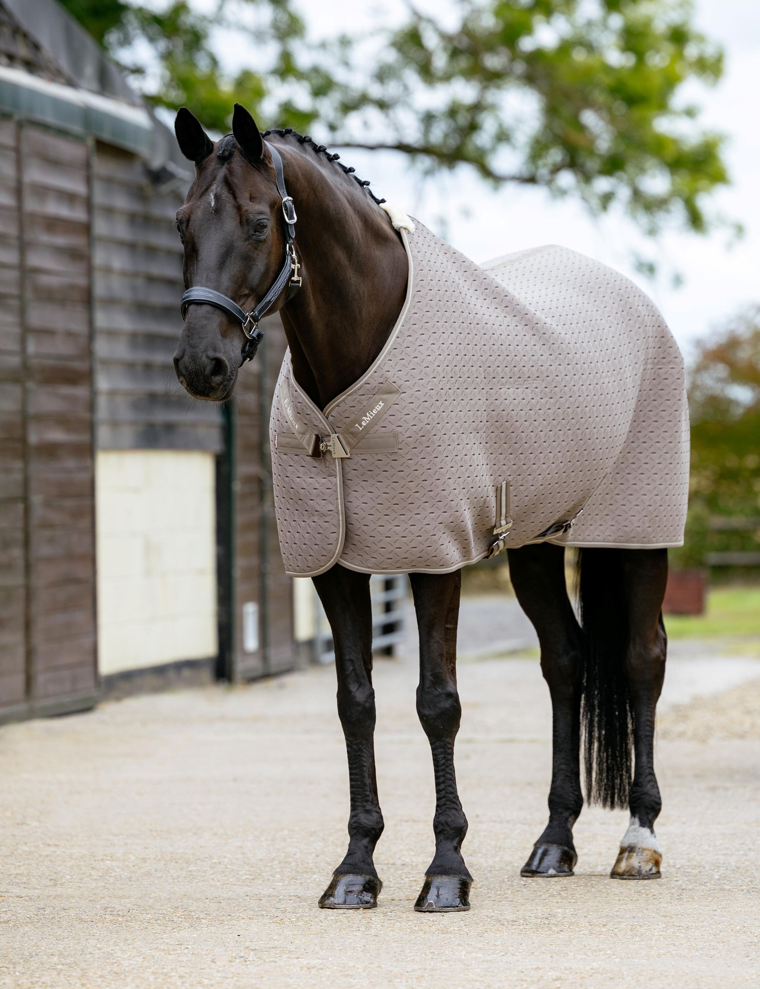 Angled front view of a horse wearing the beige LeMieux Kudos 3D Mesh Travel Blanket while standing on a path outside