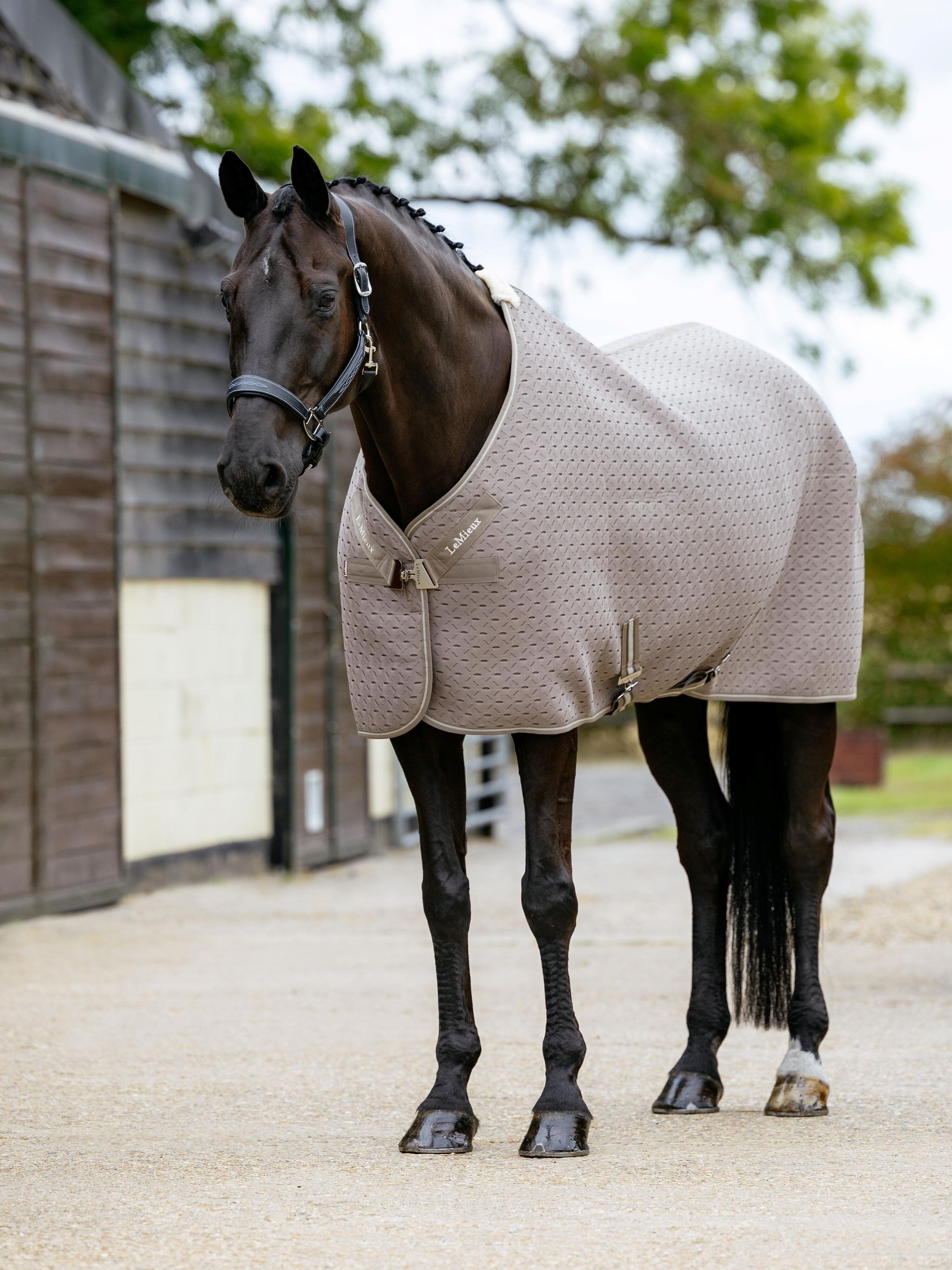 Angled front view of a horse wearing the beige LeMieux Kudos 3D Mesh Travel Blanket while standing on a path outside