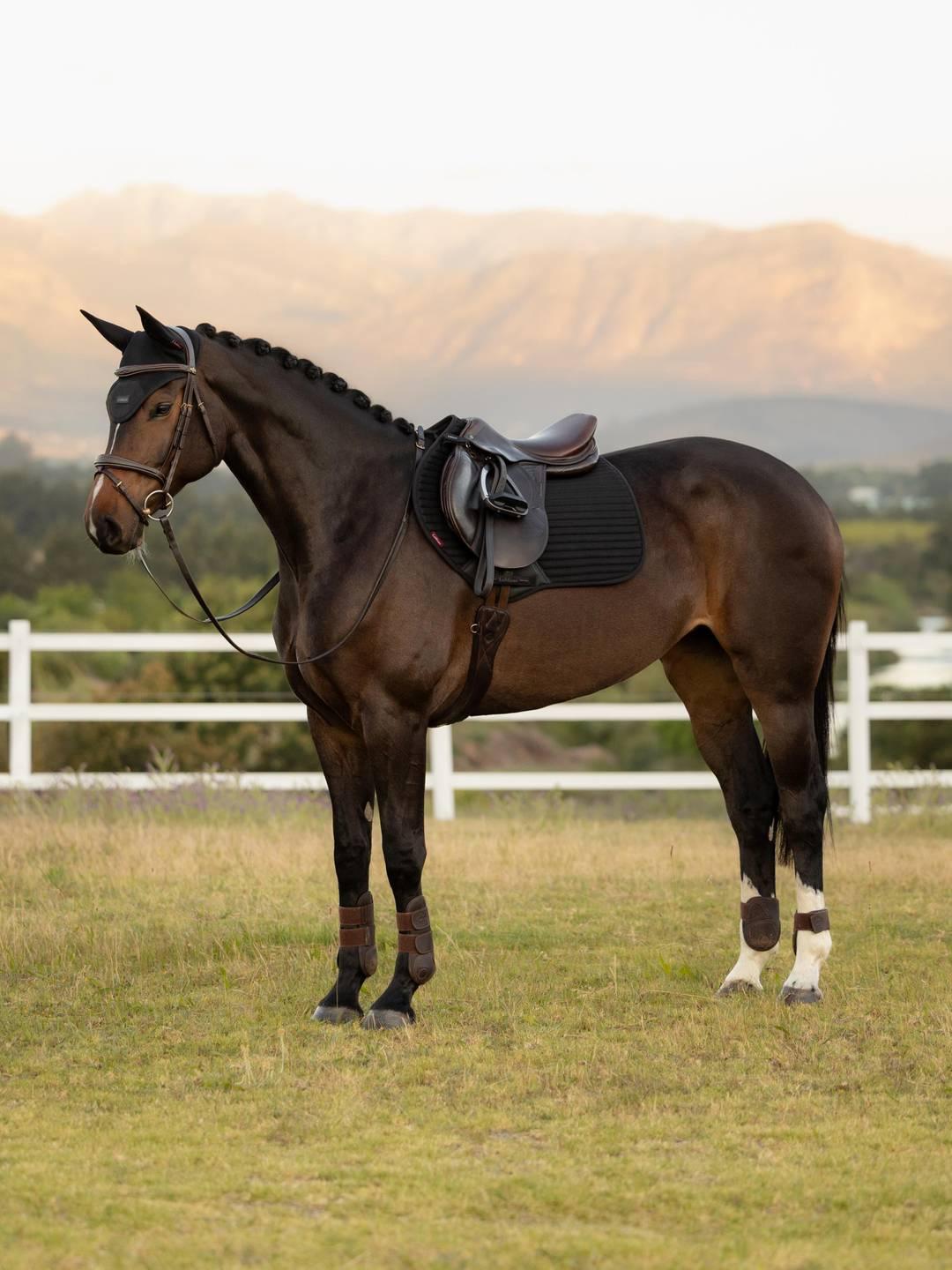 Side view of a dark colored horse wearing the black LeMieux Air-Tek Mesh Close Contact Square Pad while standing in a pasture