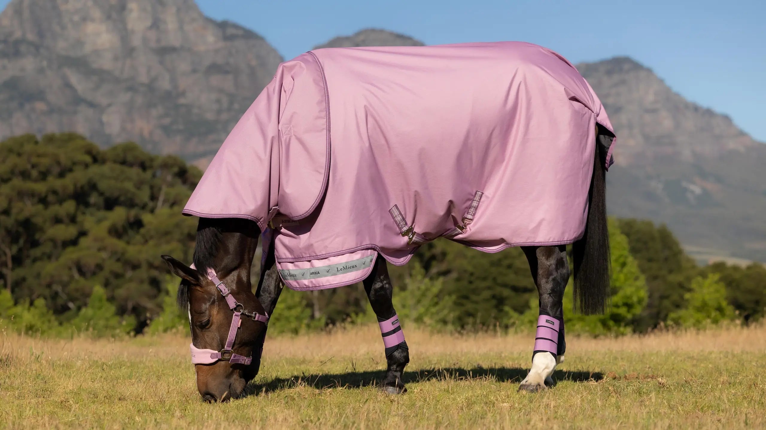 Brown horse grazing in a field wearing the Brown horse standing outside wearing the LeMieux Arika Ripstop 0G Turnout Rug in Fondant