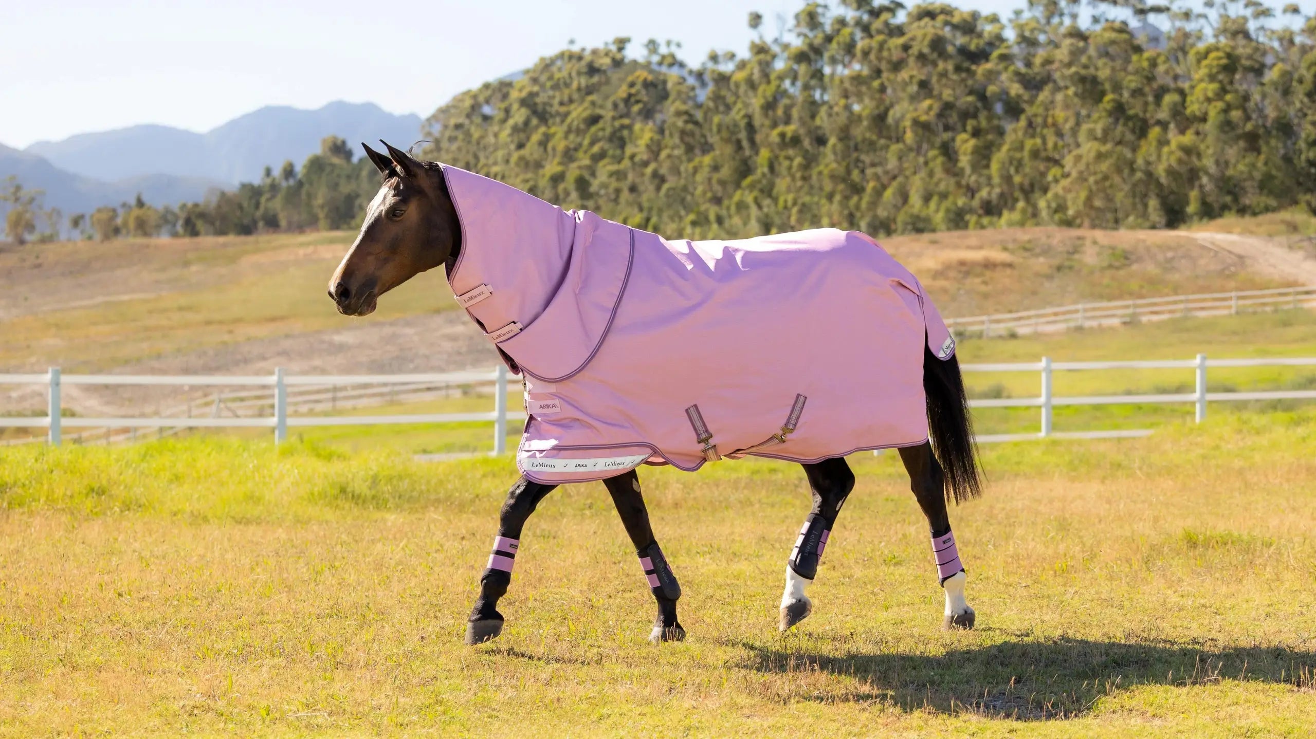 Brown horse trotting in a field wearing the LeMieux Arika Ripstop 0G Turnout Rug in Fondant