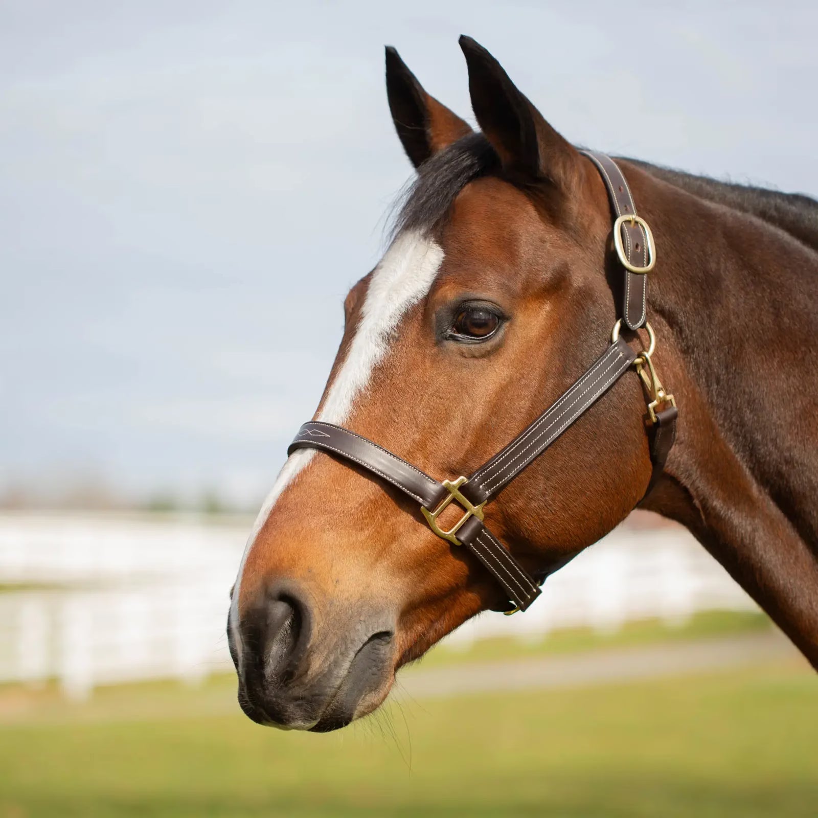 Angled front view of a horse wearing the chocolate brown Equinavia Valkyrie Classic Leather Halter while standing outside 