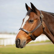 Angled front view of a horse wearing the chocolate brown Equinavia Valkyrie Classic Leather Halter while standing outside 