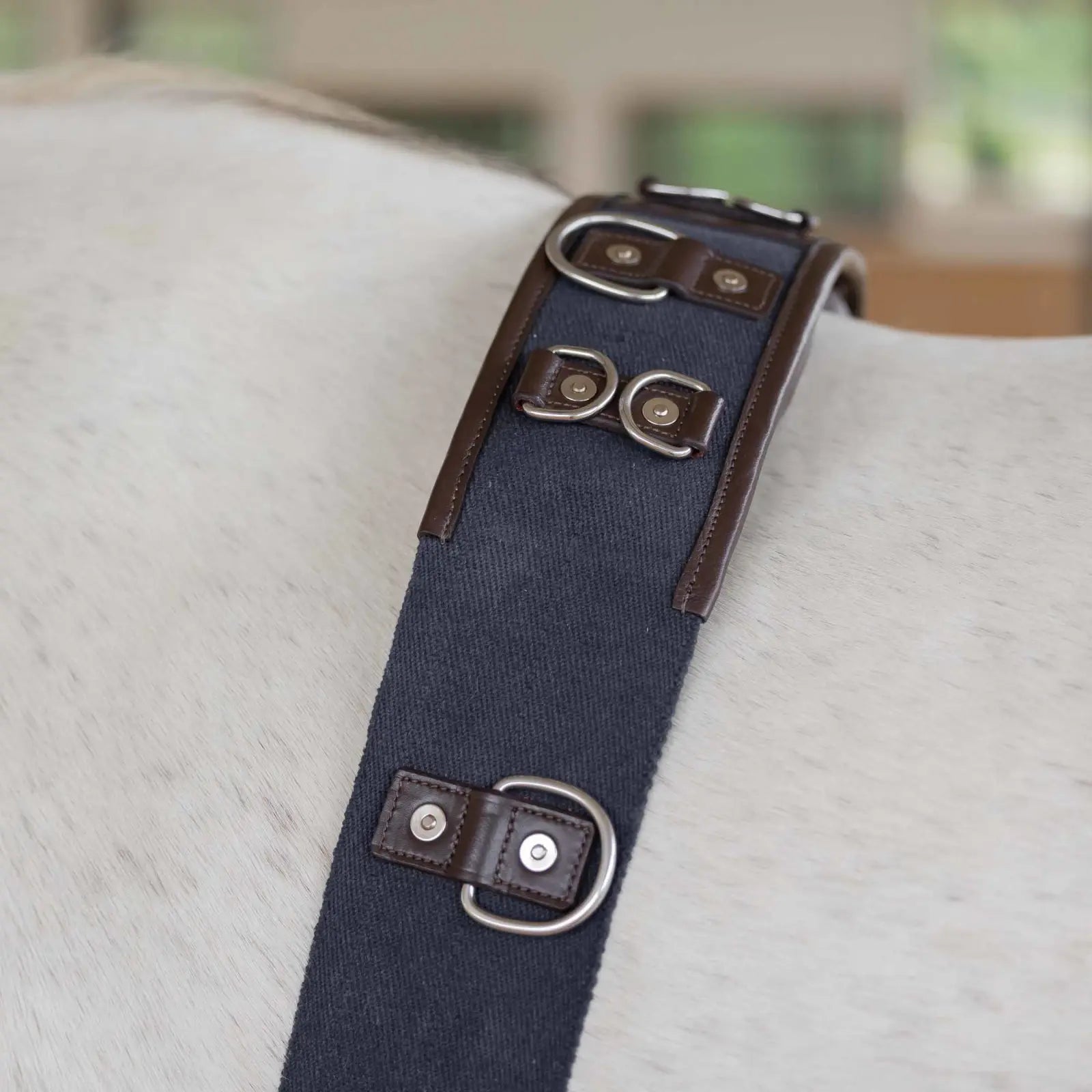 Close-up view of the D rings on the brown and navy Equinavia Saga Lunge Surcingle on a gray horse