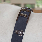 Close-up view of the D rings on the brown and navy Equinavia Saga Lunge Surcingle on a gray horse
