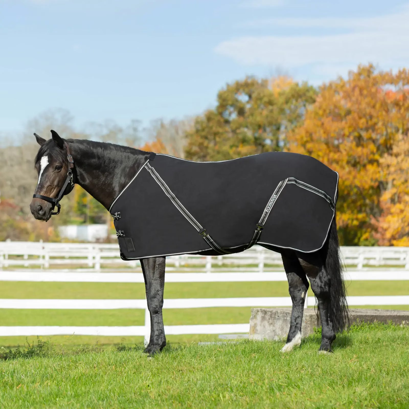 Side view of a dark colored horse wearing the black Equinavia Fryd Cotton Stable Sheet while standing in a green pasture