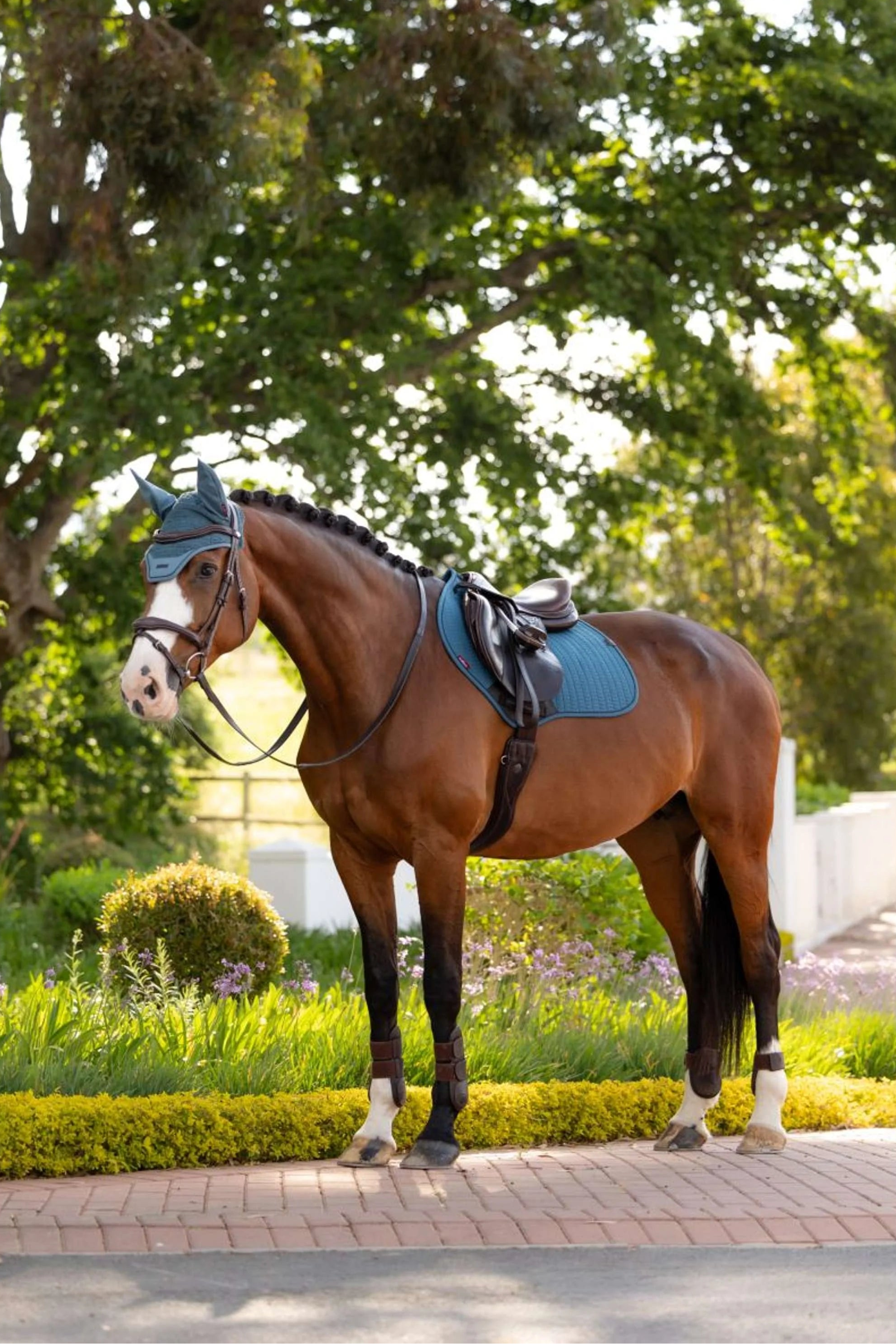Bay horse standing outside on brick pavers, wearing the LeMieux Essence Close Contact Square in blue-green under a brown saddle