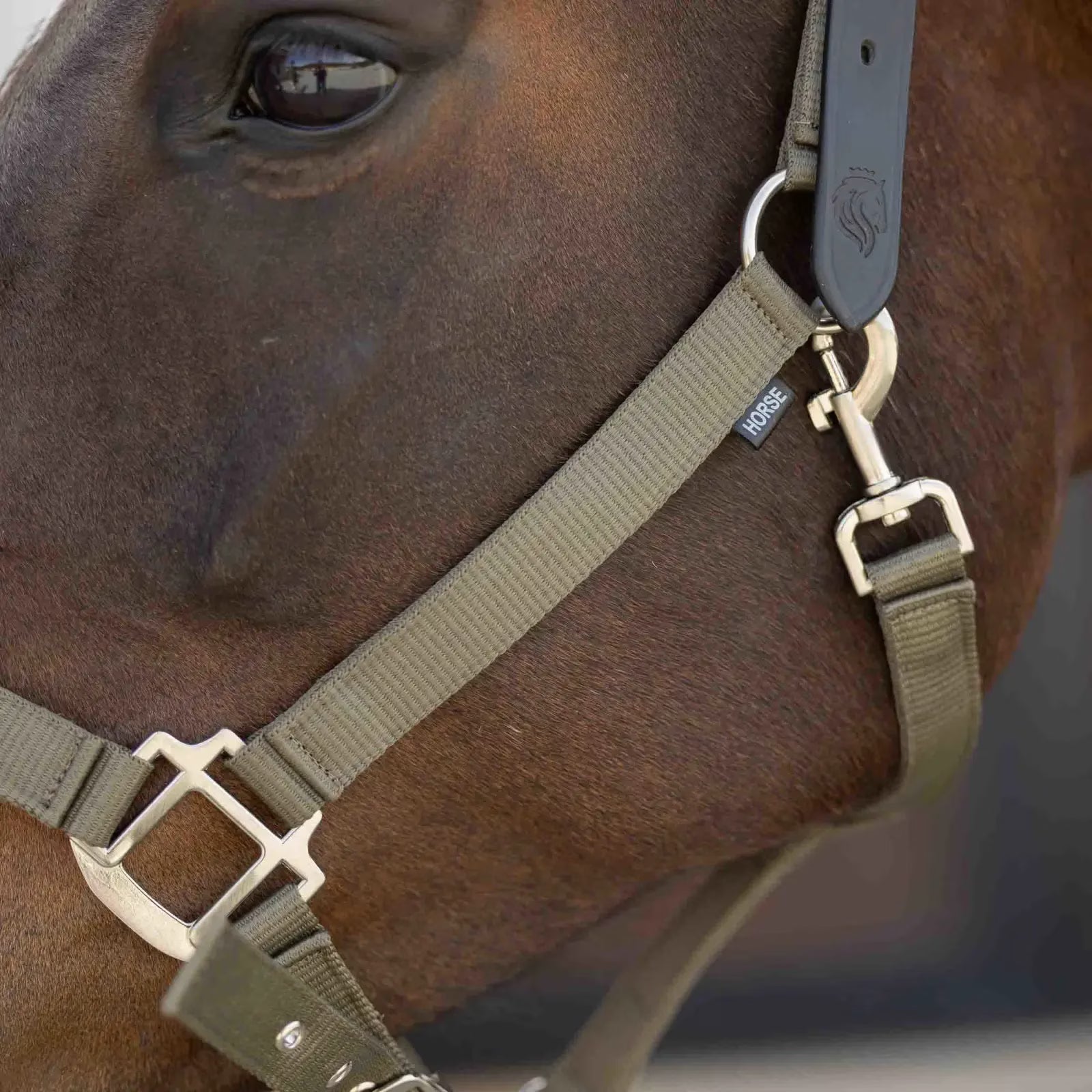 Close up of a bay horse wearing the Equinavia Loki Breakaway Halter in color light olive